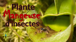 Plante mangeuse dinsectes La sarracénie pourpre [upl. by Atikihs]