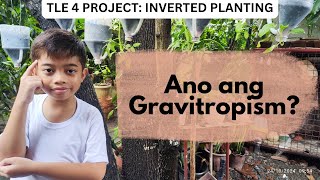 TLE EPP 4 Project  Ano ang Gravitropism  Inverted Plabting [upl. by Ettenoitna]