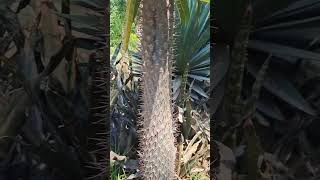 Pachypodium lamerei  Madagascar palm [upl. by Hanikas]