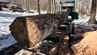 Big frozen Red Oak on the sawmill [upl. by Eladnor]