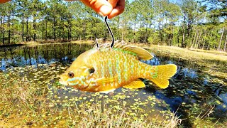 What Will My MASSIVE Pond Bass Do w Live Bluegill for Bait Feeding Frenzy [upl. by Grannie]