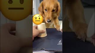 Your daily dose of funny cute dogs relaxmydog funny dogs funnydogs compilation [upl. by Ona108]