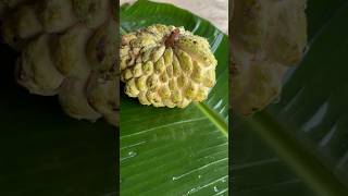 What you call this Fruit 🤔 custardapple sitafal ata sugarapple cherimoya sharifa [upl. by Narcis513]