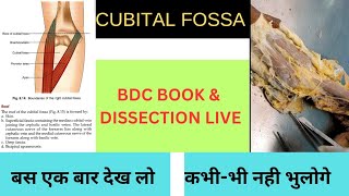 Cubital Fossa Anatomy MBBSTRICKSAJAY cubital fossa johri dissection cubital fossa bdc book [upl. by Brink397]