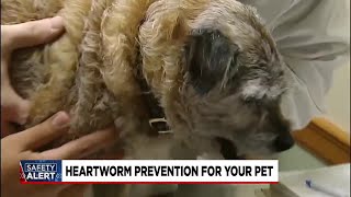 Heartworm prevention for your pet [upl. by Bartholemy]