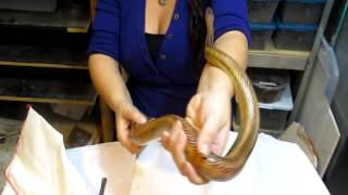 BAIRDS RAT SNAKE Presented by DEADLY TARANTULA GIRL [upl. by Greenlee401]