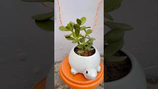 Crassula Plant🪴shortsviral shorts crassula crassulaovata gardening gardeningtips garden [upl. by Kitty216]