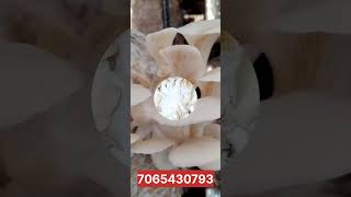 Mushroom Business For Job Professional Mo7065430793 [upl. by Lramaj]