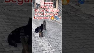 ¡EL DRAMA GATUNO DEL AÑO 😼🔥 DOS GATOS UNA P3l3a PURA EMOCIÓNGatosDivertidos DramaFelino [upl. by Bael]