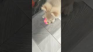 Nalilito pa c pom pom sa train nya puppyvideos pumeranianpuppy puppytraining [upl. by Slade]