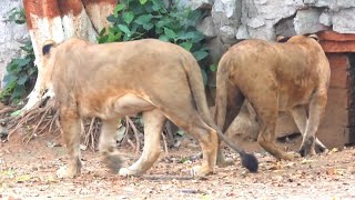 Gwalior Zoo  Lioncubs back to his rest house  Zoo [upl. by Nired]