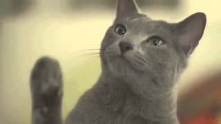 Cute cat commercial collection of Japan [upl. by Ainegue532]