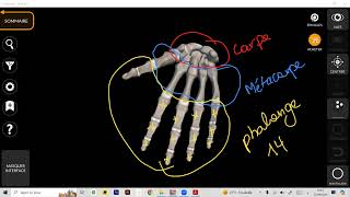 ostéologie  Les os de la main عظام اليد [upl. by Setiram]