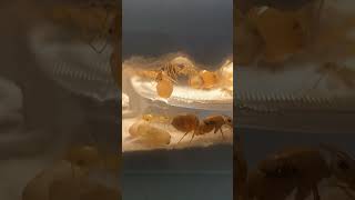 Golden honeypot ants in custom dual view formicarium [upl. by Roderick]