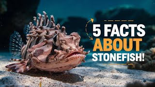 Stonefish 5 Fascinating Facts About Stonefish [upl. by Chui]