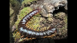 Scolopendra galapagoensis Darwins Goliath Centipede custom rehouse and care [upl. by Wightman]