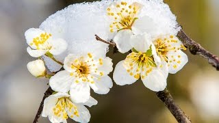 Winter vs Spring  Winter gegen Frühling Schnee amp Blüten 01032016 [upl. by Enilehcim]