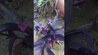 Purple heart plantplants botany trending propogation indoorplants viralshort [upl. by Bert]