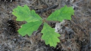 Tree Seedlings [upl. by Berstine]