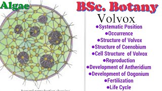 Structure of Volvox Reproduction amp Life Cycle Algae  BSc 1st year NotesBotany Students 💚🔰✍🏼 [upl. by Mialliw]