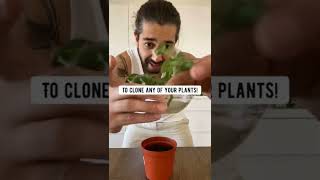 DIY Rooting Hormone for Plant Cuttings  creative explained [upl. by Siddon]