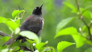 Rusty Blackbird [upl. by Mcleod721]