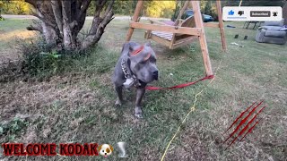 Taking Remykennels cane corso ❌Bully a bath🐶He weighs 200 pounds 😴🫣shocking canecorso bullybreed [upl. by Assir]