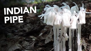 Indian Pipe Monotropa uniflora Identification Medicinal Benefits and More with Adam Haritan [upl. by Yuu520]