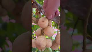 Harvesting lansium domesticum fruit shorts youtubeshorts [upl. by Christophe884]