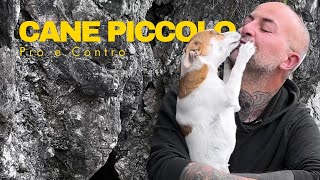 Cane piccolo pro e contro [upl. by Stav]