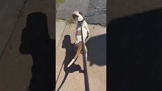 cuteanimal apbt puppy puppies puppyvideos puppylife pitbull [upl. by Dafna]