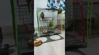 my cute parrot shortbirds parrottalking 🦜🦜🦜 [upl. by Evanthe]