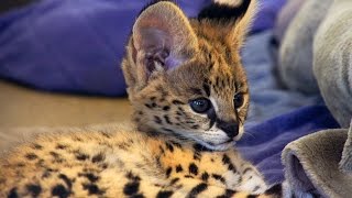 7 Week Old Serval Kitten in Nursery  Cincinnati Zoo [upl. by Angrist967]