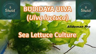 BUDIDAYA ULVA Ulva lactuca DI WADAH TERKONTROL  Sea Lettuce Cultured in Controlled Tank [upl. by Barde253]