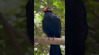 Violet turacos are West African birds [upl. by Luelle]