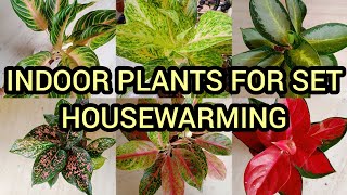 NEW AGLAONEMA VARIETIES PLANTS FOR SALEAGLAONEMA VAREITIESAGLONIMA PLANTS NAME PRICE [upl. by Adaran]