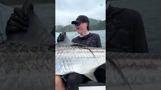 Giant Tarpon Fish 😱 [upl. by Atil258]