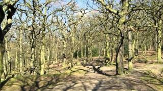 Meanwood Park Woods Leeds [upl. by Ahsad]