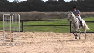 Standardbred Showjumping  Franklin at Red Hill Show 90cm 3rd place [upl. by Tracie]