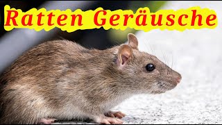 Ratten Geräusche  Welche Geräusche machen Ratten [upl. by Lleret]