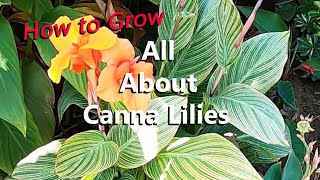 Learn All About the Canna Lily Plants in My Garden from Growing Them by Seeds Rhizomes amp Plants [upl. by Aridaj]