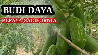 UPDATE TERBARU KONDISI KEBUN PEPAYA CALIFORNIA DI KEBUN ARIF PEPAYA [upl. by Annauqahs]