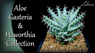 Aloe Gasteria amp Haworthia Collection  Cactus amp Succulents [upl. by Steve]