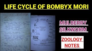 Life cycle of bombyx mori notes silkworm zoology bsczoology vbu bbmku skmu ZOOLOGYNOTES [upl. by Midis424]