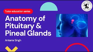 Pituitary and pineal gland anatomy [upl. by Kimmie]