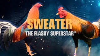 SWEATER GAMEFOWL BLOODLINE Fighting Style and History [upl. by Eyahc]