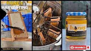 Honey Harvesting in Hindi  Shahad ko kaise nikale  How to harvest Honey  Mountain Honey  honey [upl. by Adabelle970]