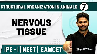 STRUCTURAL ORGANIZATION IN ANIMALS 07  Nervous Tissue  Zoology  Class 11NEETEAMCET [upl. by Darius]