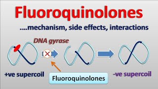 Fluoroquinolones  PART2  Mechanism side effects and interactions [upl. by Nauqal]