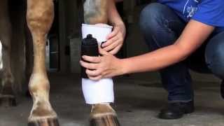 How to Bandage a Horses Leg  Equine Training [upl. by Asiral]